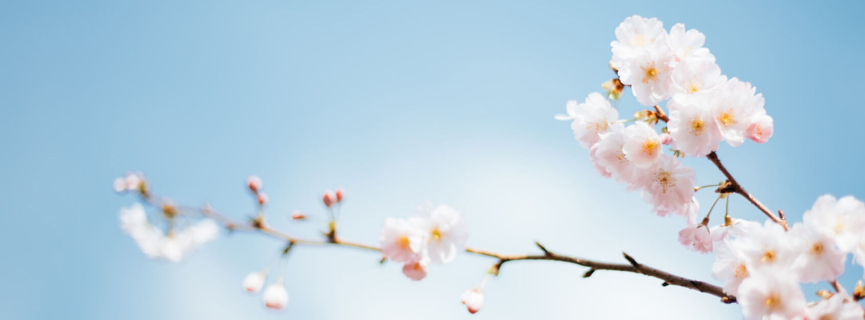 一条小浩气